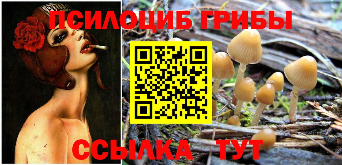 Галлюциногенные грибы Psilocybe  Вход с VPN  Гусев 